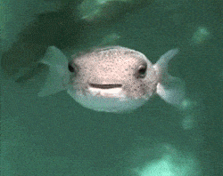 Water Smiling GIF.gif